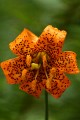 Tiger Lily (Lilium columbianum)