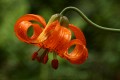 Tiger Lily (Lilium columbianum)