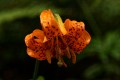 Tiger Lily (Lilium columbianum)