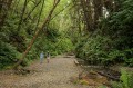 Fern Canyon