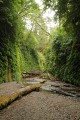 Fern Canyon