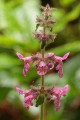 Hedge Nettle (Stachys ajugoides)