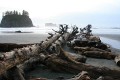 Second Beach driftwood