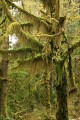 Hoh Rainforest