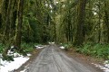 Quinault Rainforest