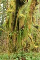 Quinault Rainforest
