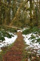 Quinault Rainforest