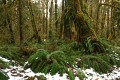 Quinault Rainforest