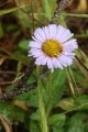 Franciscan Erigeron (Erigeron foliosus var. franciscensis)