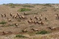 Tule elk (Cervus elaphus nannodes) on Tomales Point