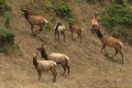 Tule elk (Cervus elaphus nannodes) on Tomales Point