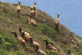 Tule elk (Cervus elaphus nannodes) on Tomales Point