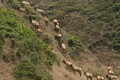 Tule elk (Cervus elaphus nannodes) on Tomales Point