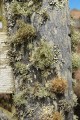 Lichens on fencepost