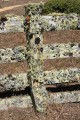 Lichens on fencepost