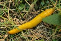 Banana slug (Ariolimax columbianus)