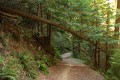 Purisima Creek Redwoods - September 30, 2007