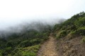 Foggy trail