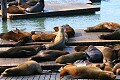 California Sealions at Pier 39