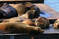 California Sealions at Pier 39