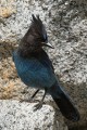 Stellar's Jay (Cyanocitta stelleri)