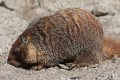 Yellowbelly Marmot (Marmota flaviventris)