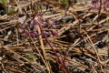 Sierra Onion (Allium campanulatum)