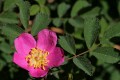 Interior Rose (Rosa woodsii var. ultramontana)