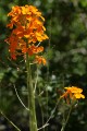Western Wallflower (Erysimum capitatum)