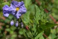 Purple Nightshade (Solanum xanti)