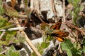 Woodland Skipper (Ochlodes sylvanoides)