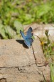 Blue Copper - female (Lycaena heteronea)