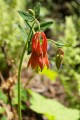 Crimson Columbine (Aquilegia formosa)