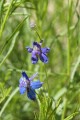 Slender Larkspur (Delphinium gracilentum)