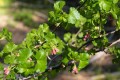 Squaw Currant (Ribes cereum)