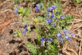 California Polemonium (Polemonium californicum)