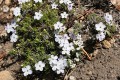 Spreading Phlox (Phlox diffusa)
