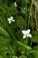 Macloskey's Violet (Viola macloskeyi)