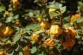 Flannel Bush (Fremontodendron californicum)