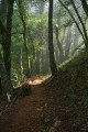 Coastal Trail