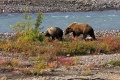 Denali Park