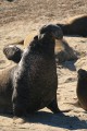 Northern Elephant Seal (Mirounga angustirostris) - alpha male