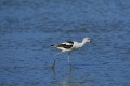 American avocet (Recurvirostra americana)