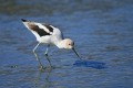American avocet (Recurvirostra americana)