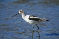 American avocet (Recurvirostra americana)