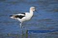 American avocet (Recurvirostra americana)