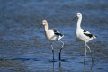 American avocet (Recurvirostra americana)