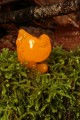 Fungus