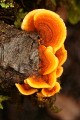 Fungus