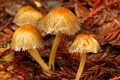 Fungus